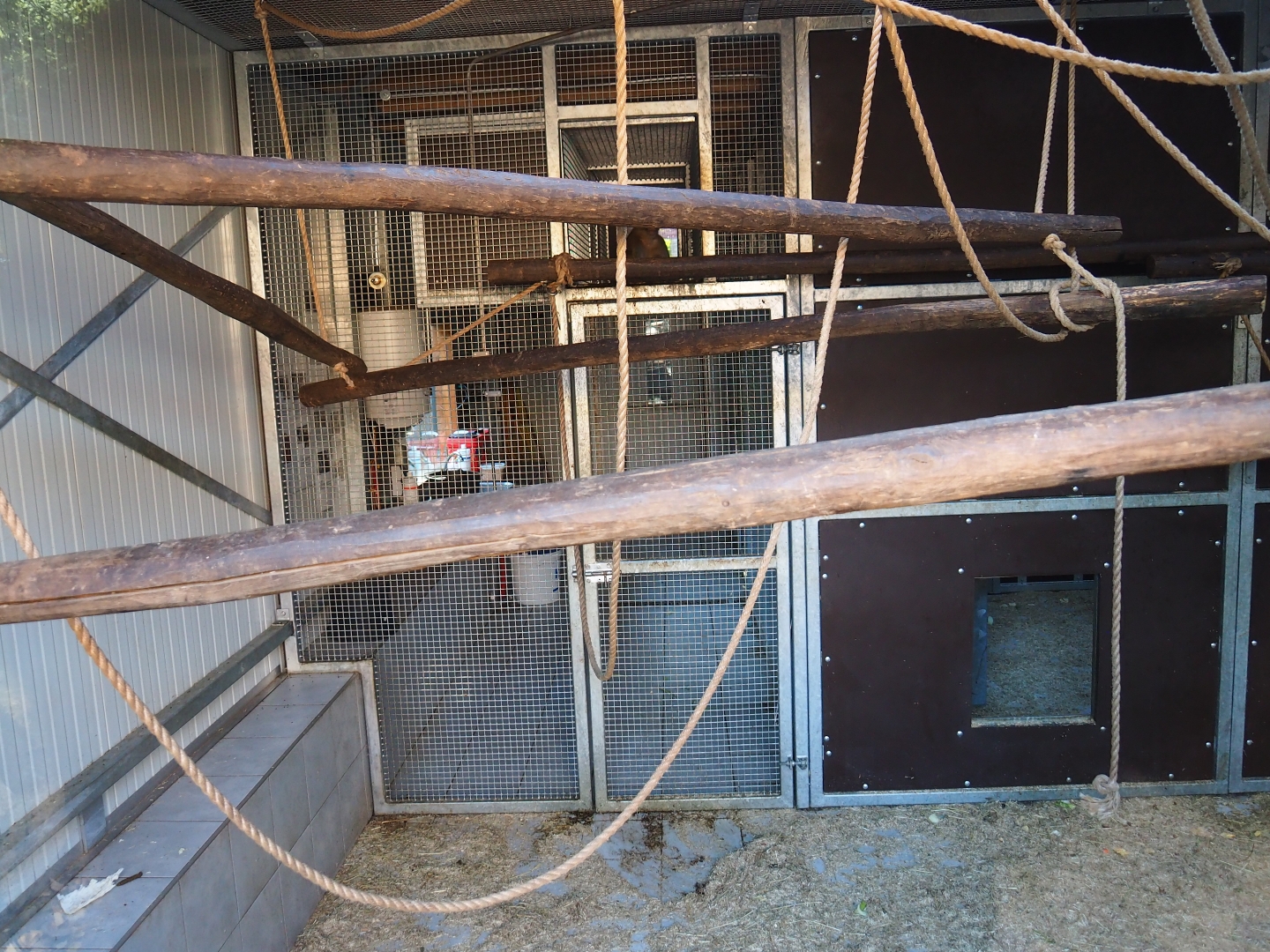 Barbary macaque holding (Oct 13th, 2018)