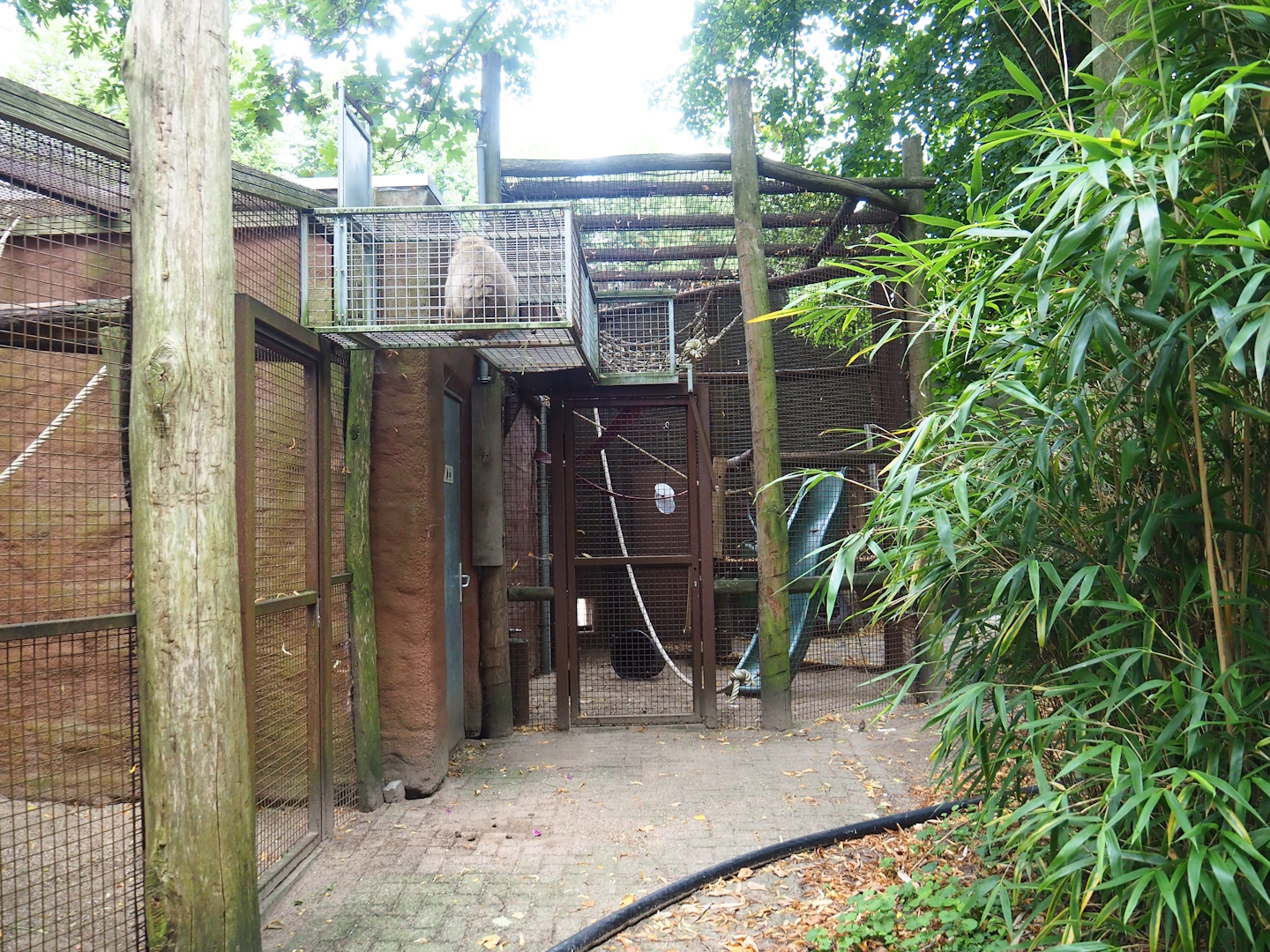 Barbary macaque holding/Separation area, 2023-08-17