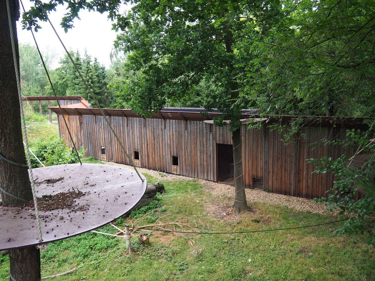 Barbary macaque holding structure, 2019-07-21