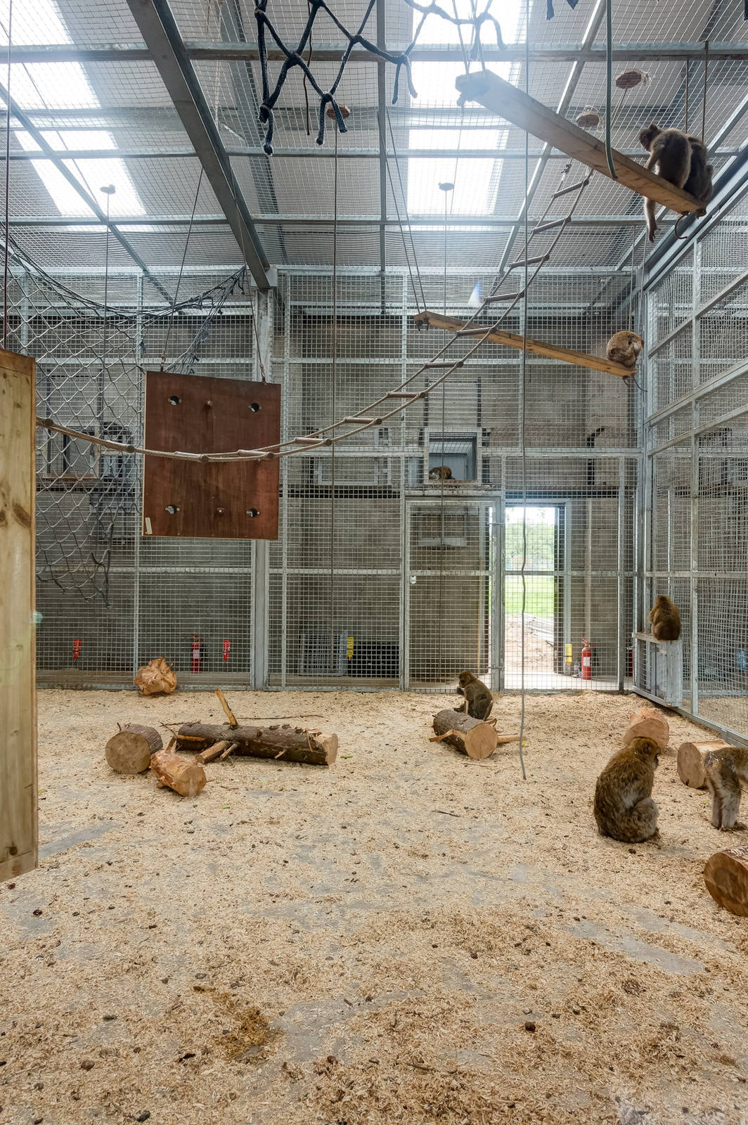 Barbary Macaque House - 21/06/2015