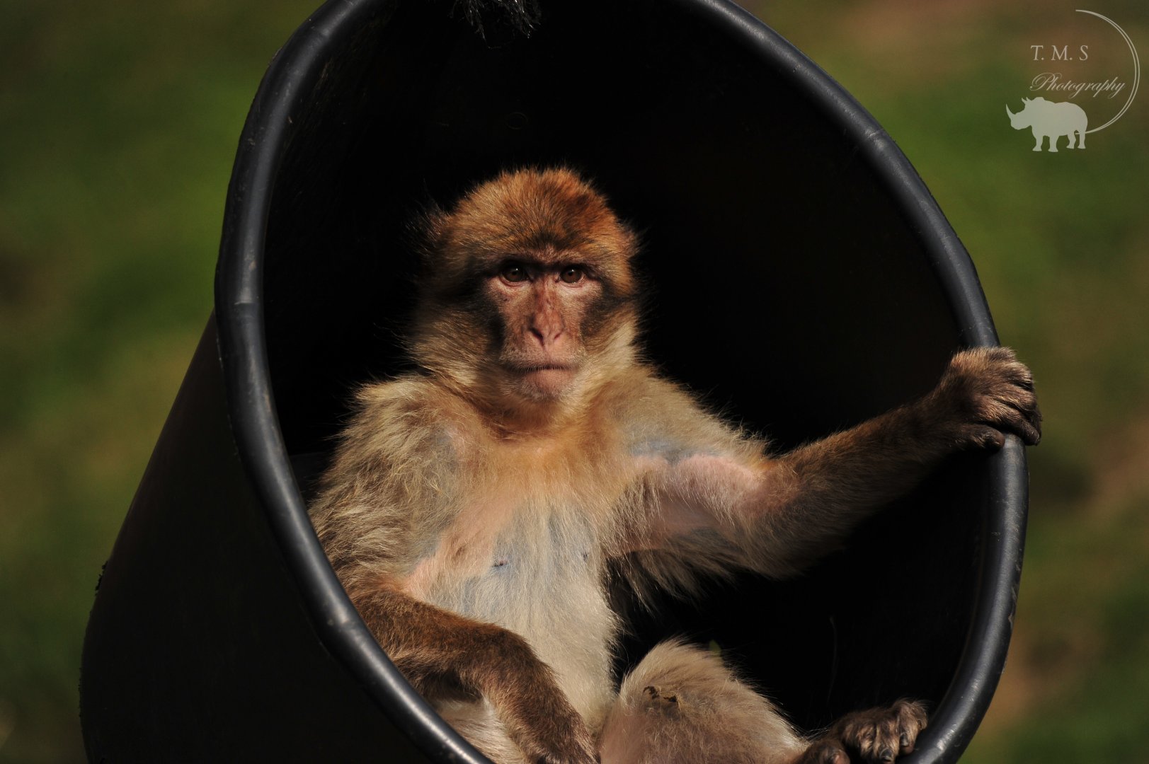 Barbary Macaque in a bucket