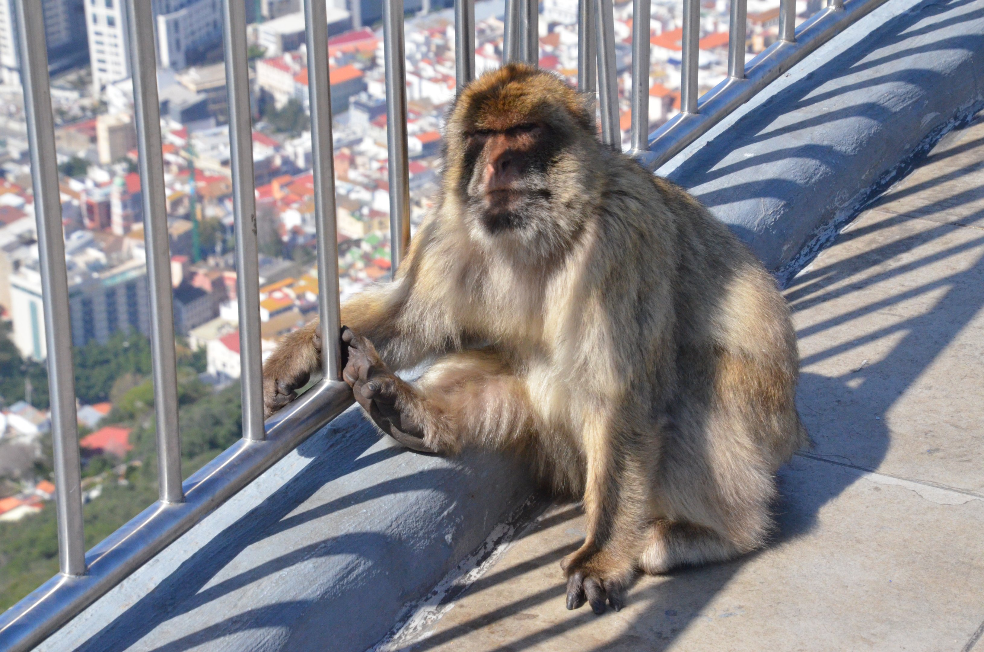 Barbary Macaque in Gibraltar, 12/03/19