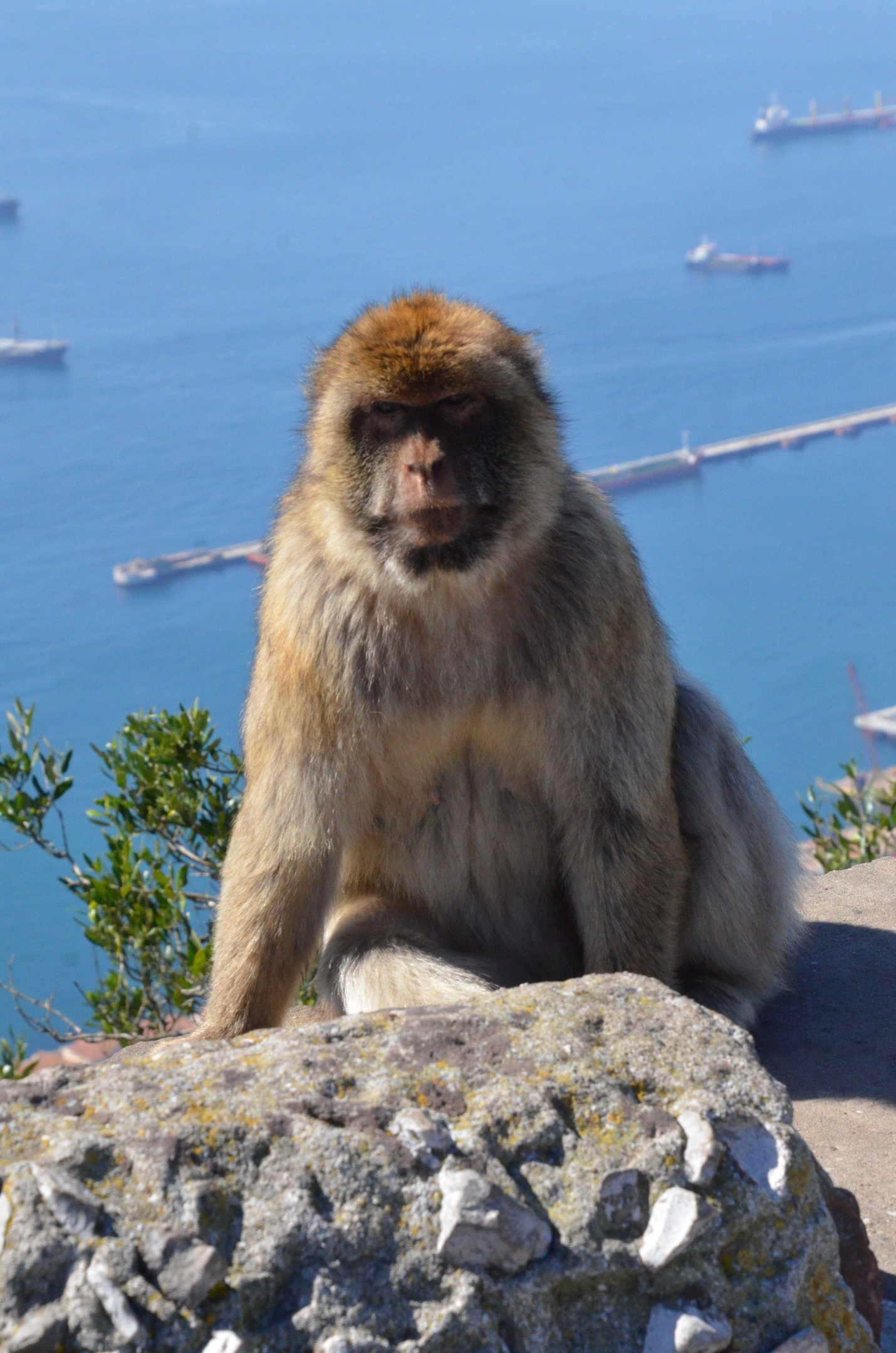 Barbary Macaque in Gibraltar, 12/03/19