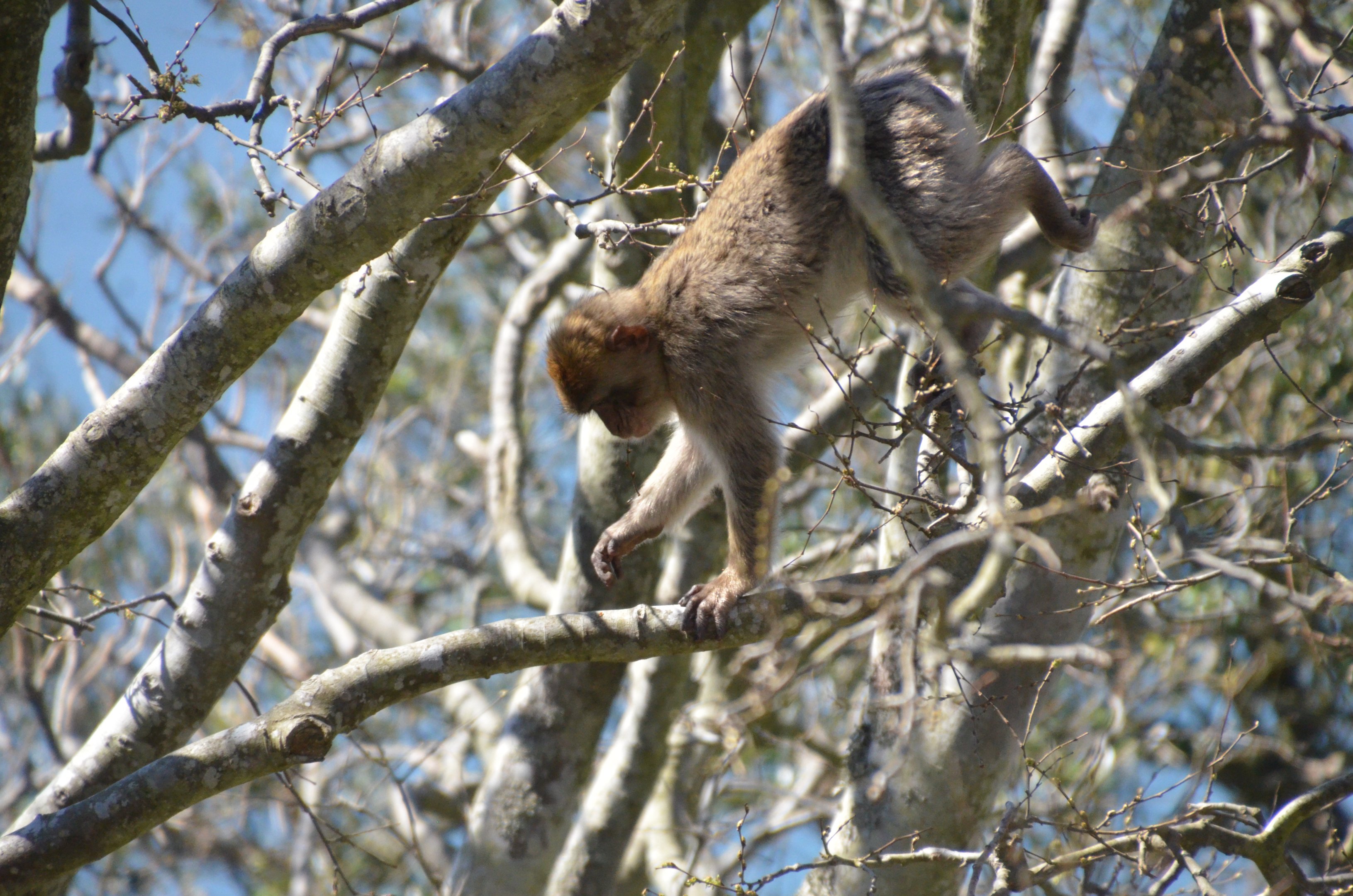 Barbary Macaque in Gibraltar, 12/03/19
