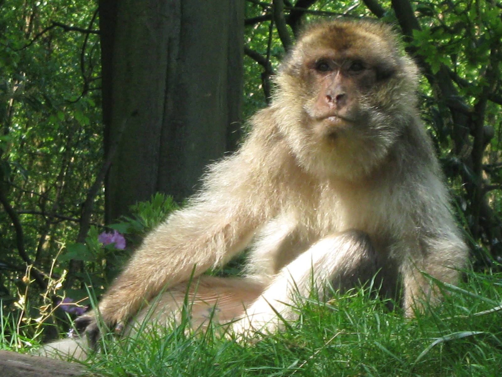 Barbary Macaque in the grass