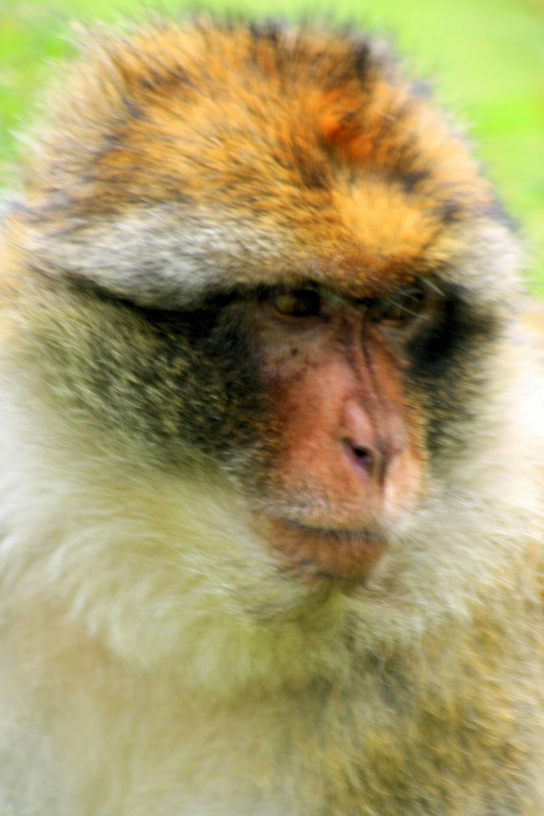 Barbary macaque (in walk-through exhibit); Neumunster; 24th June 2013