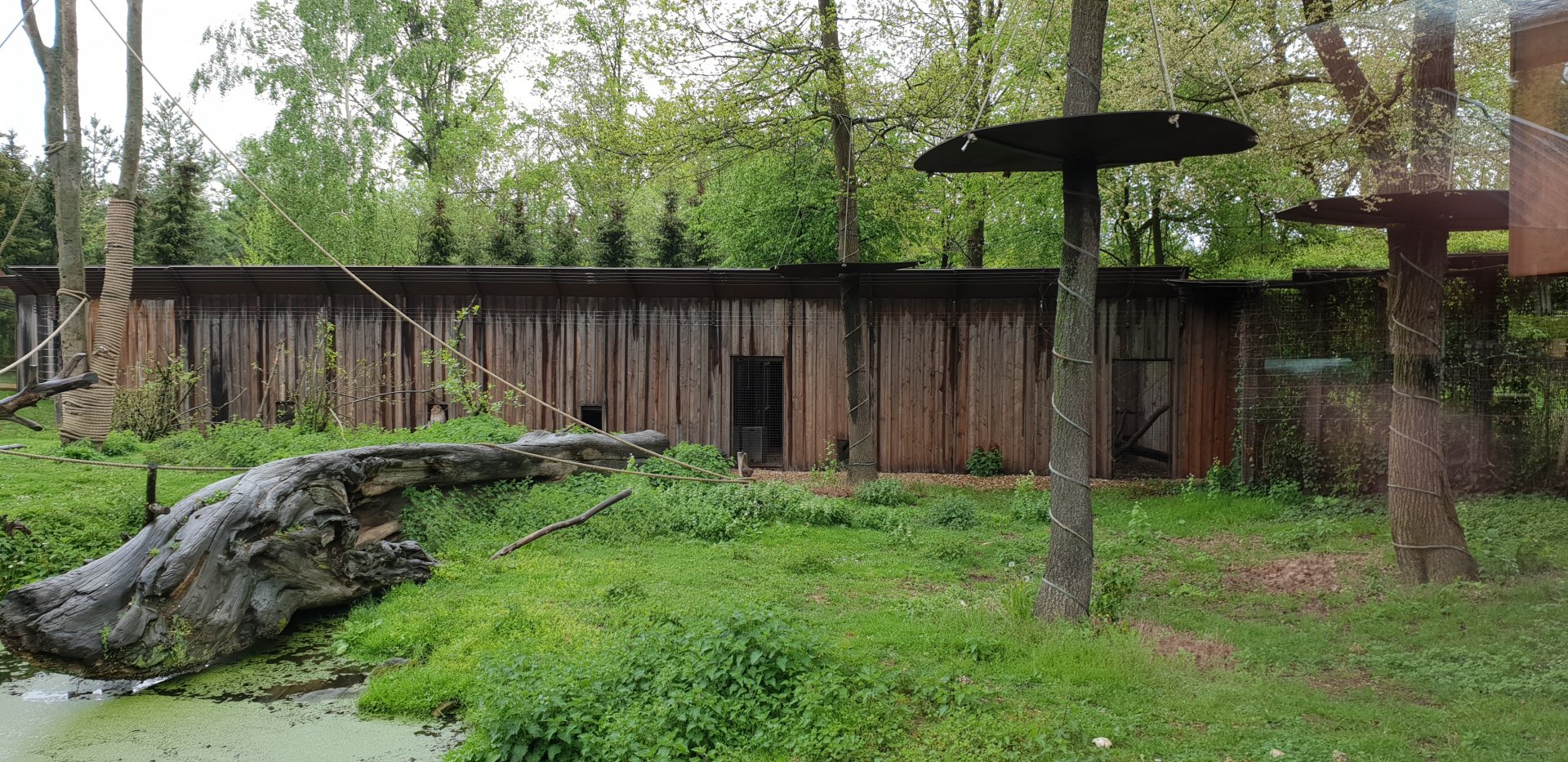 Barbary macaque-indoor-enclosures