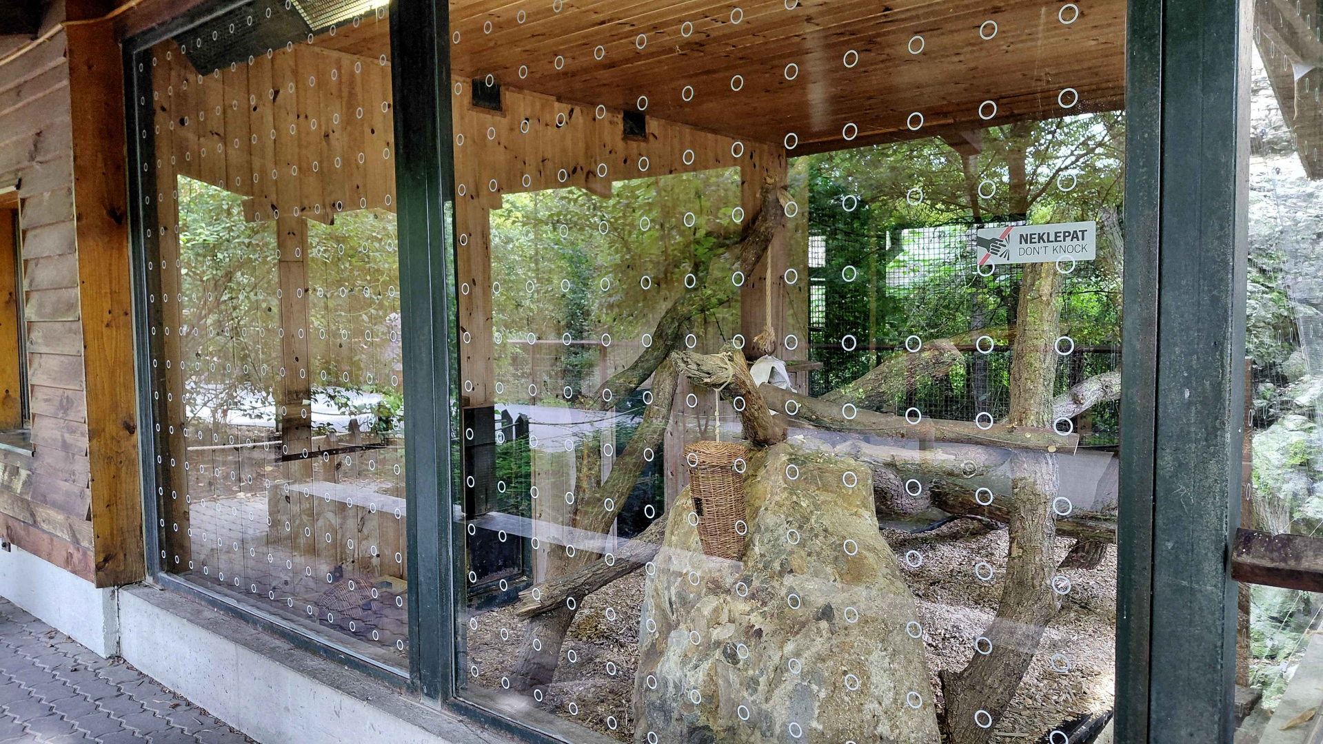 Barbary macaque indoor exhibit