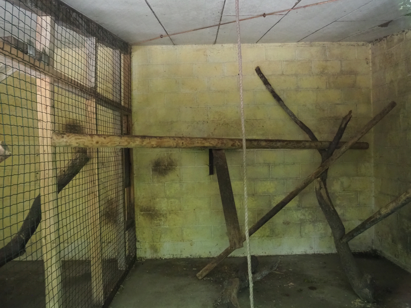 Barbary macaque indoor housing, 2023-06-24