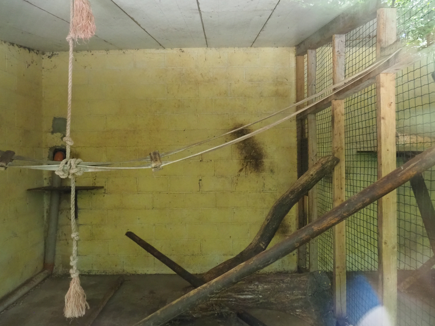Barbary macaque indoor housing, 2023-06-24