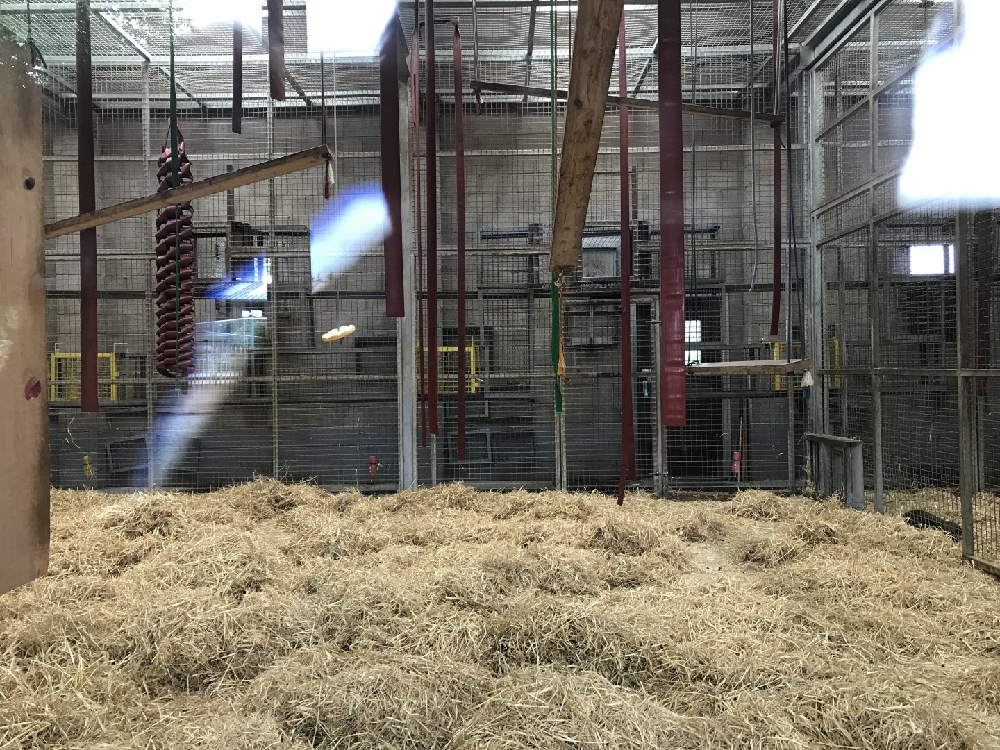 Barbary macaque indoors (3)