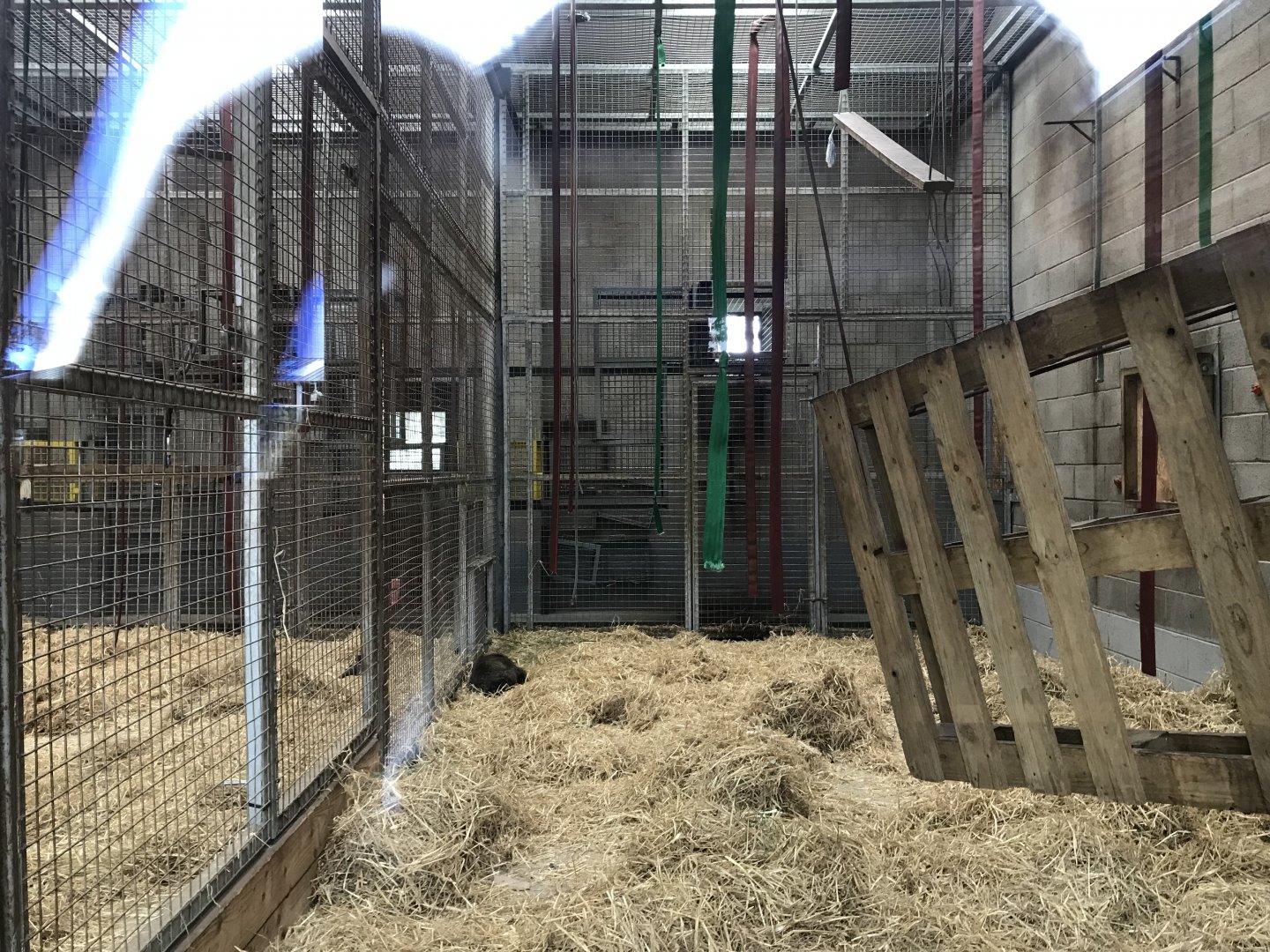 Barbary macaque indoors (4)