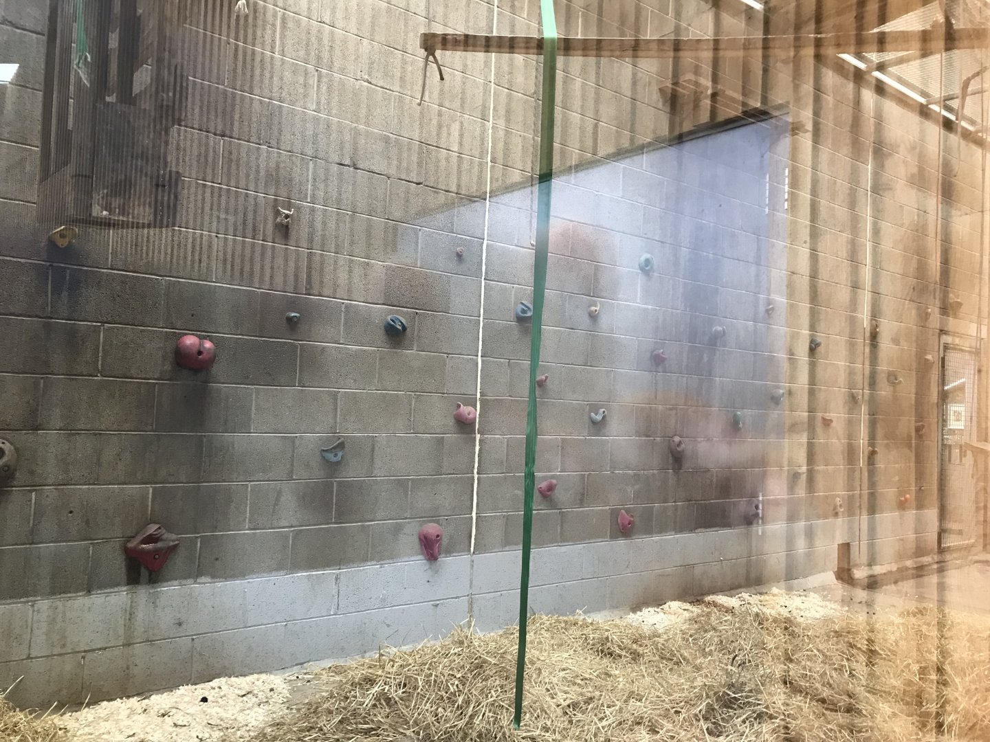 Barbary macaque indoors