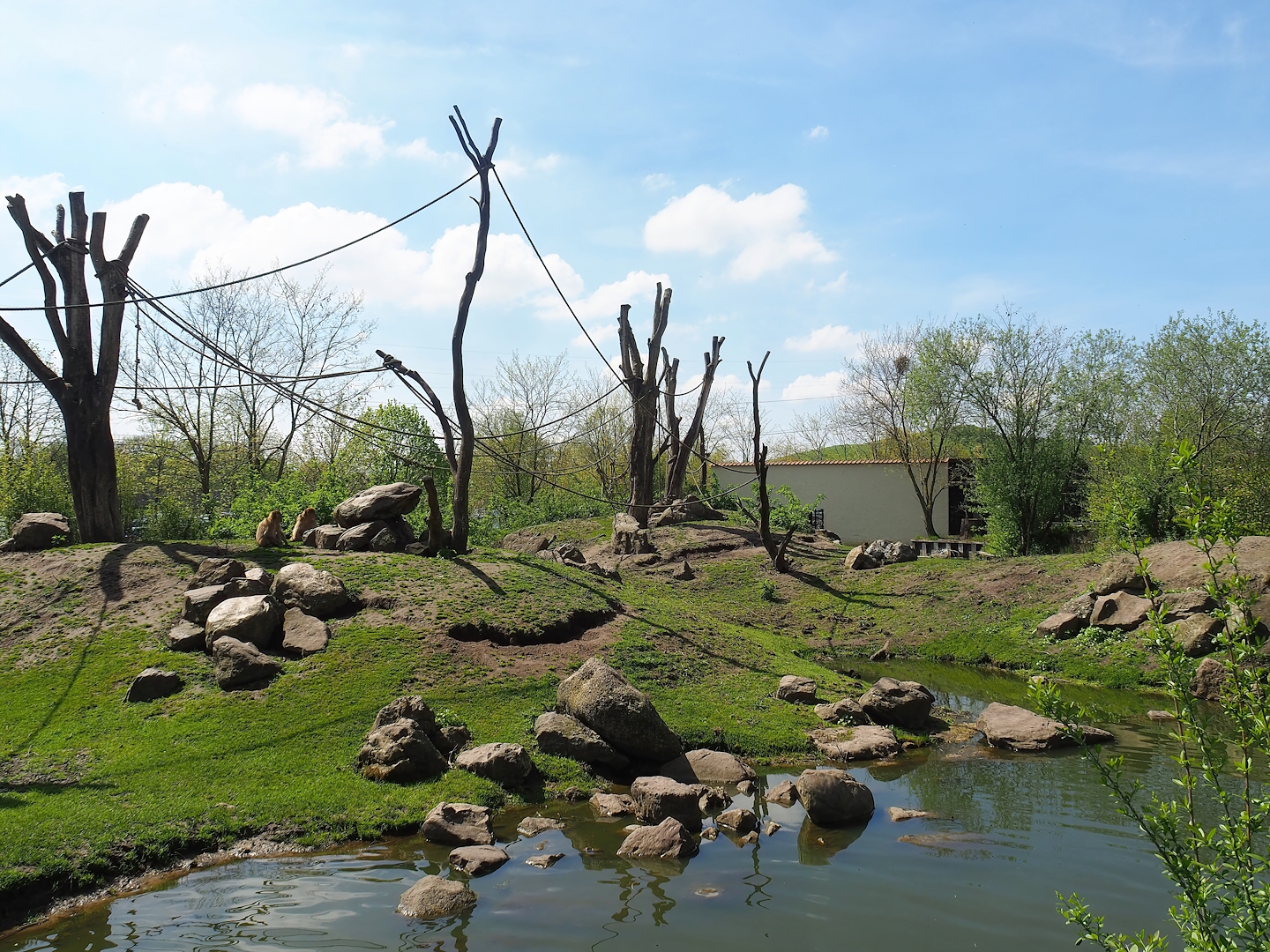 Barbary macaque island, 2023-04-30