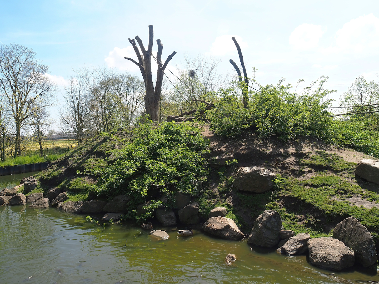 Barbary macaque island, 2023-04-30