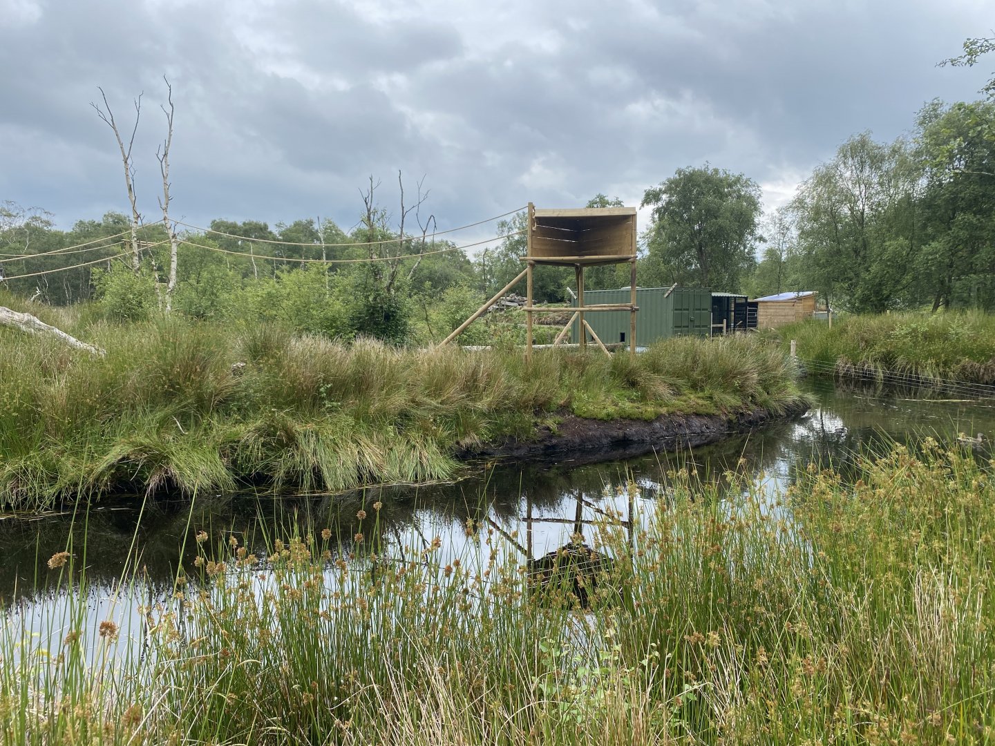 Barbary macaque island at Wild Ireland