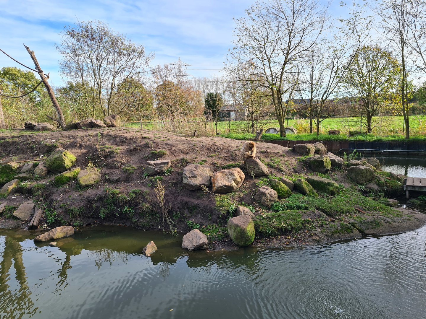 Barbary macaque island