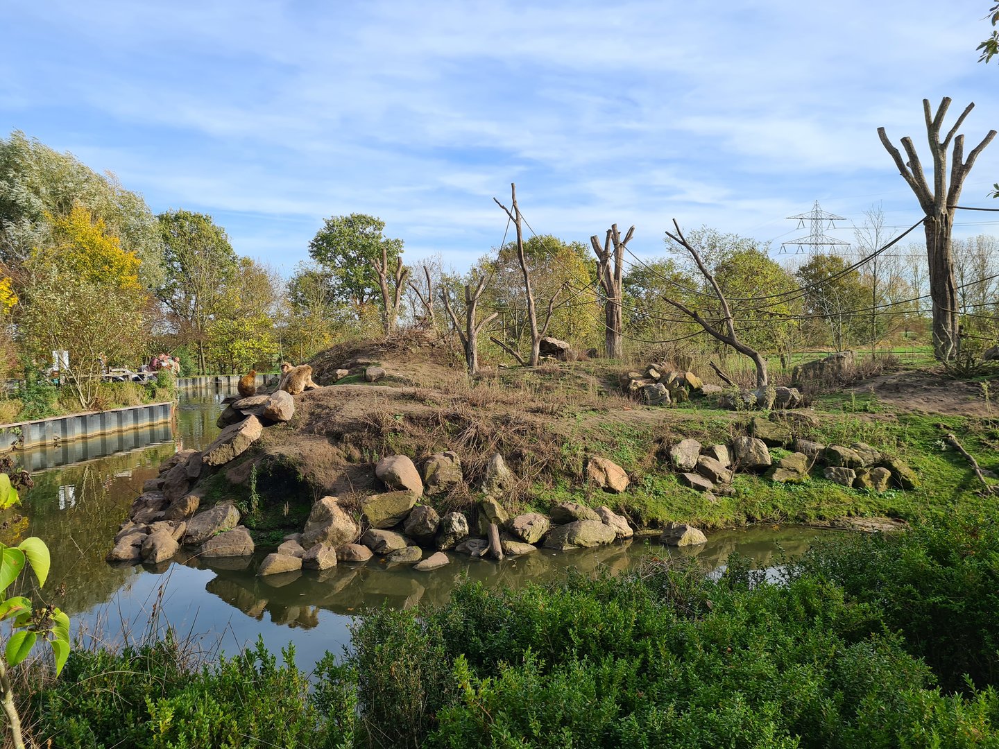 Barbary macaque island