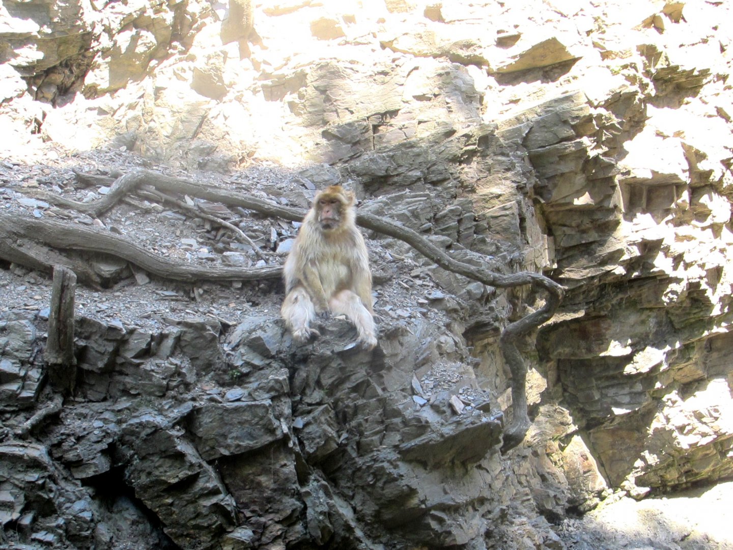 Barbary Macaque - July/2017