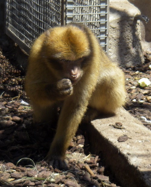 Barbary macaque (Macaca sylvana)