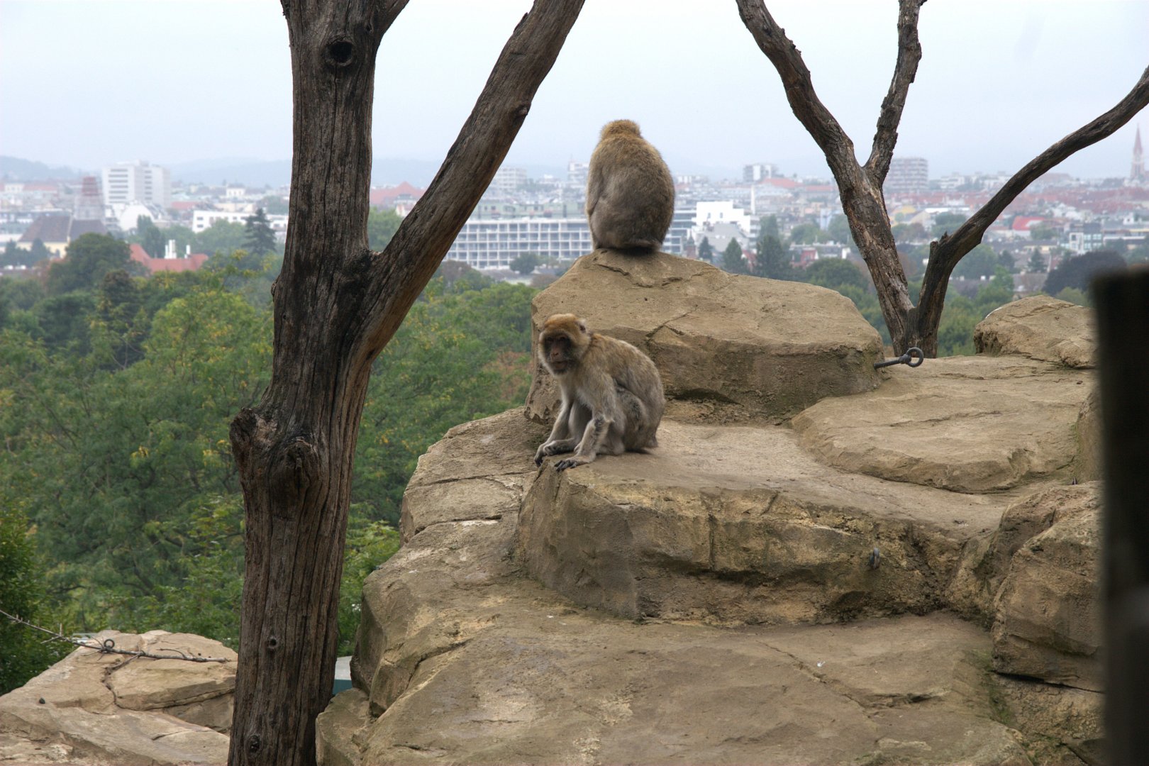 Barbary Macaque (Macaca sylvanus), 10-09-25