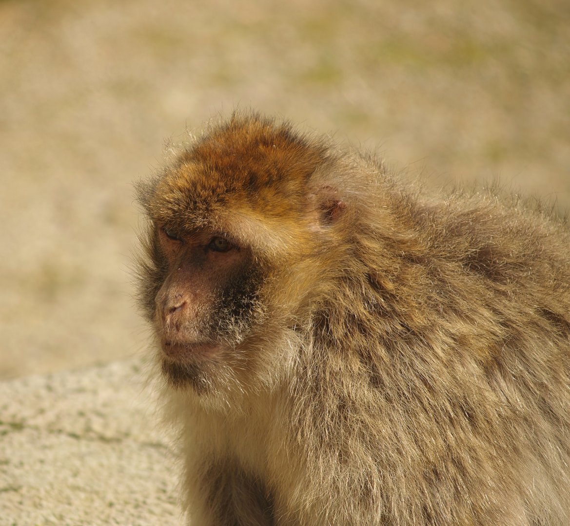 Barbary macaque (Macaca sylvanus), 2007-09-16