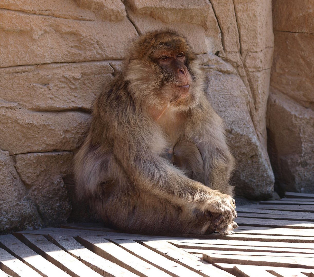 Barbary macaque (Macaca sylvanus), 2015-08-01