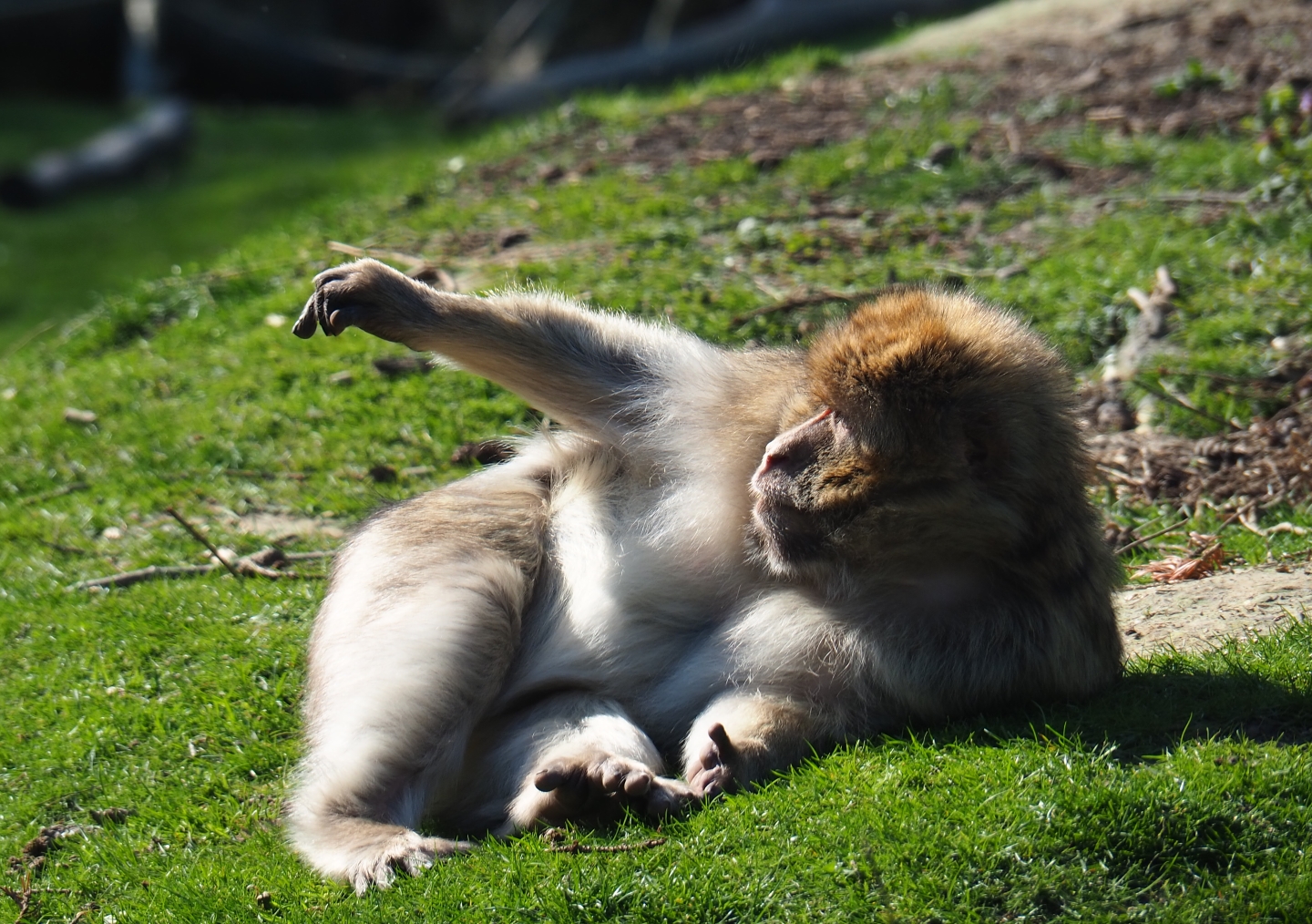 Barbary macaque (Macaca sylvanus), 2019-03-30