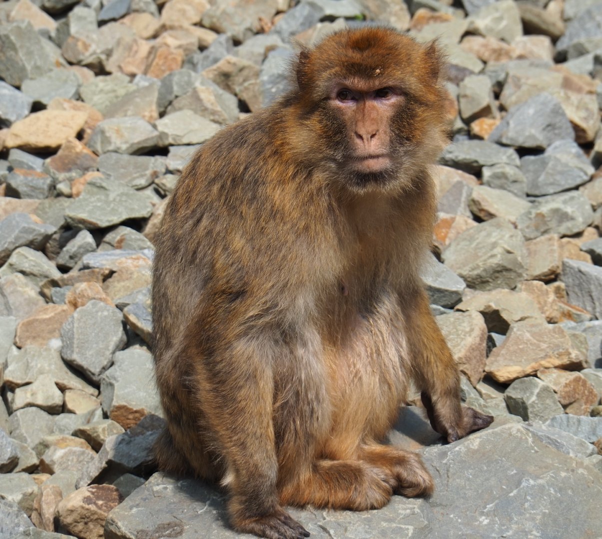 Barbary macaque (Macaca sylvanus), 2019-06-26