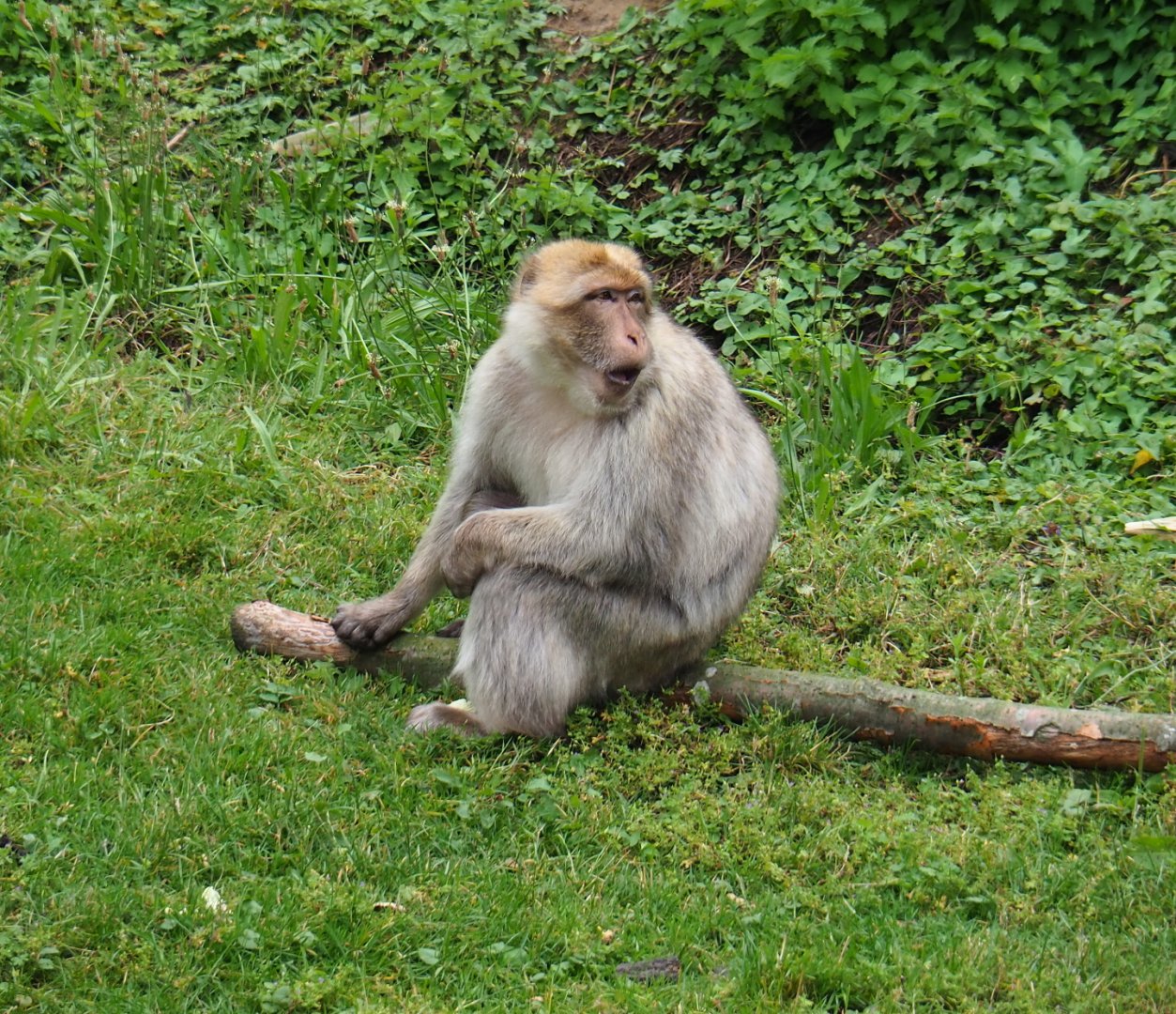 Barbary macaque (Macaca sylvanus), 2019-07-21