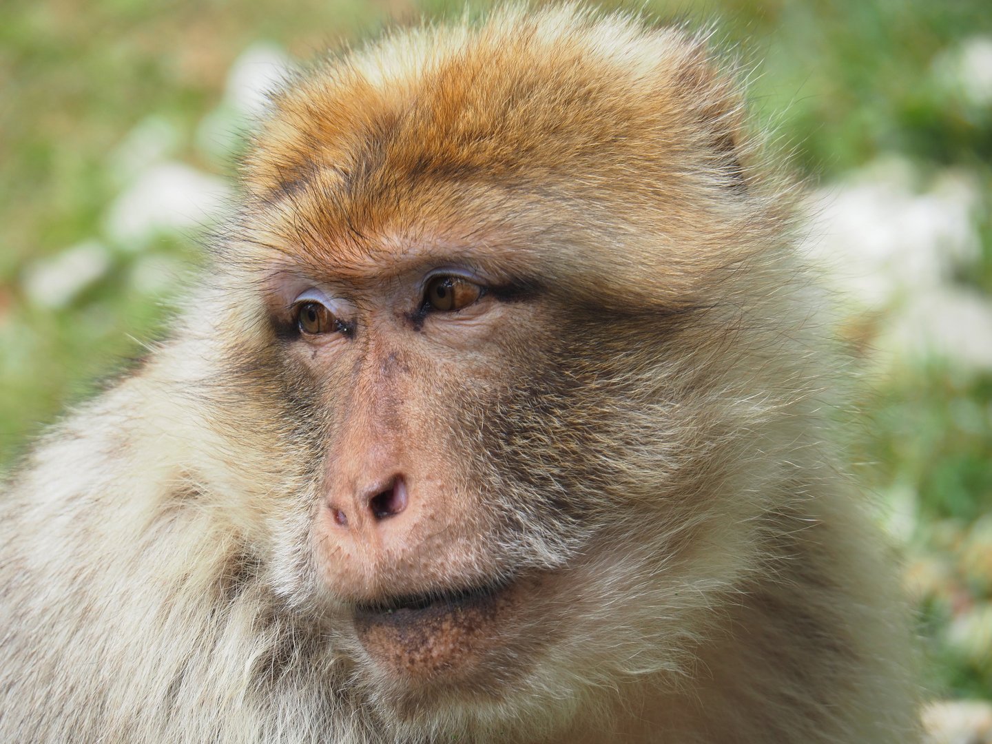 Barbary macaque (Macaca sylvanus), 2019-07-21