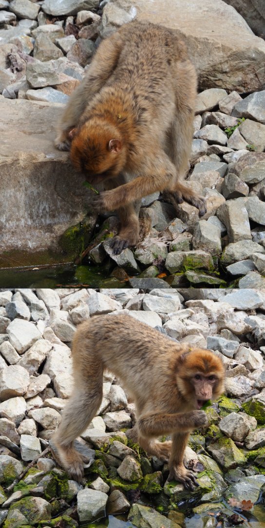 Barbary macaque (Macaca sylvanus), 2020-05-23