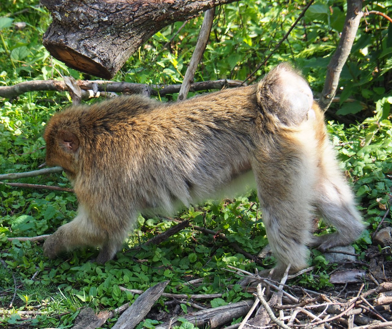 Barbary macaque (Macaca sylvanus), 2020-06-12