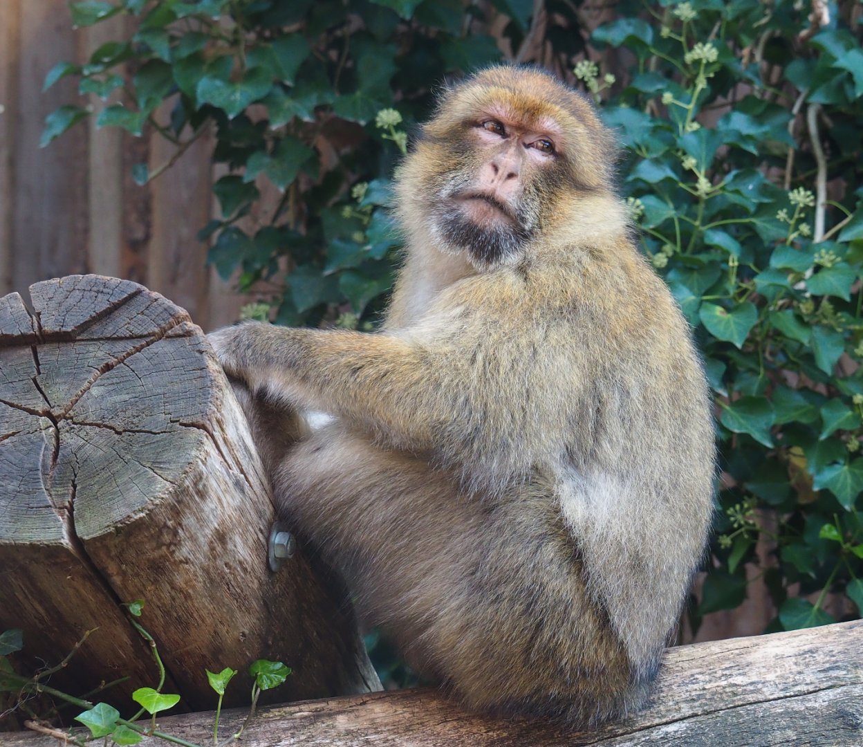 Barbary macaque (Macaca sylvanus), 2020-09-12