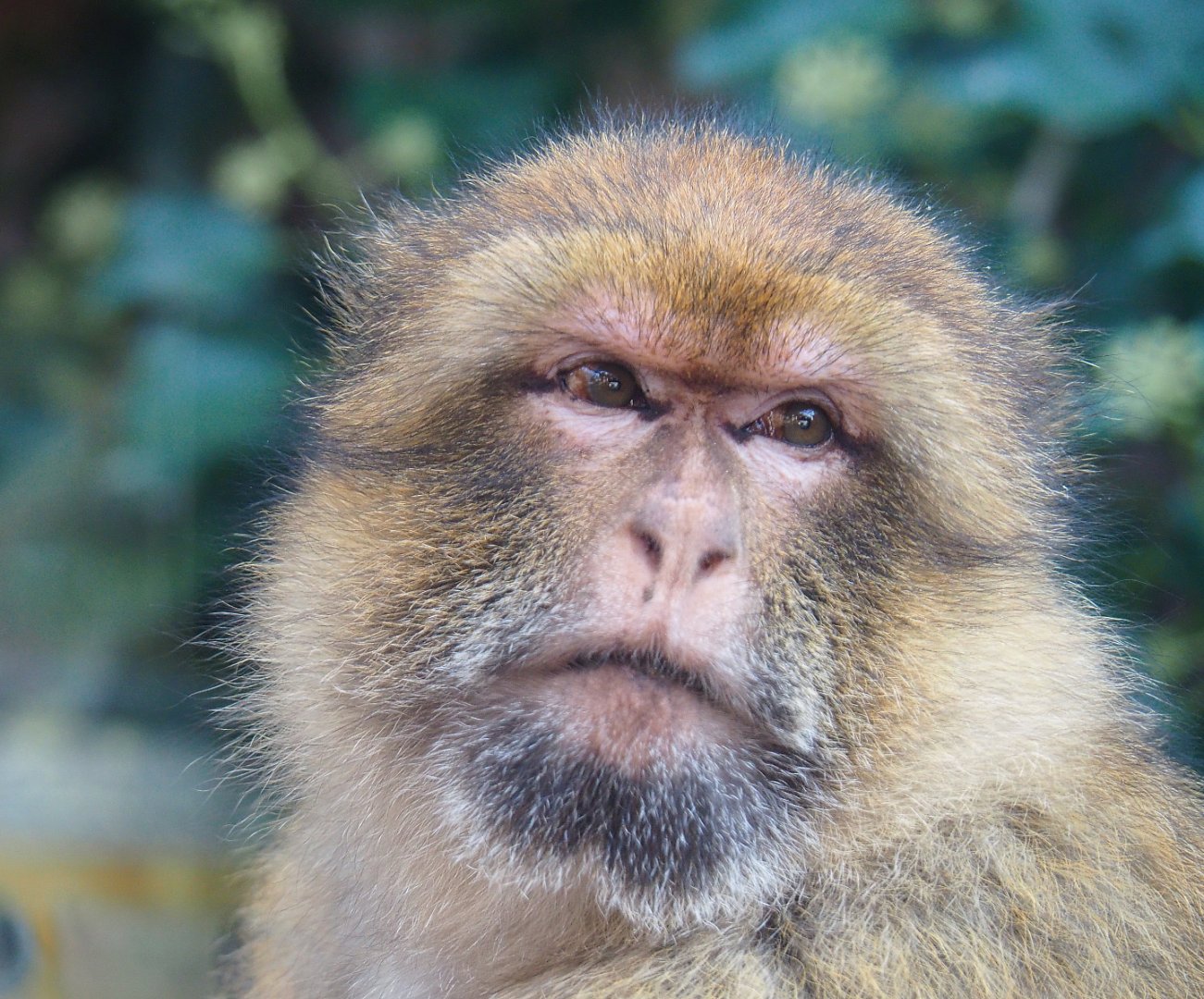 Barbary macaque (Macaca sylvanus), 2020-09-12