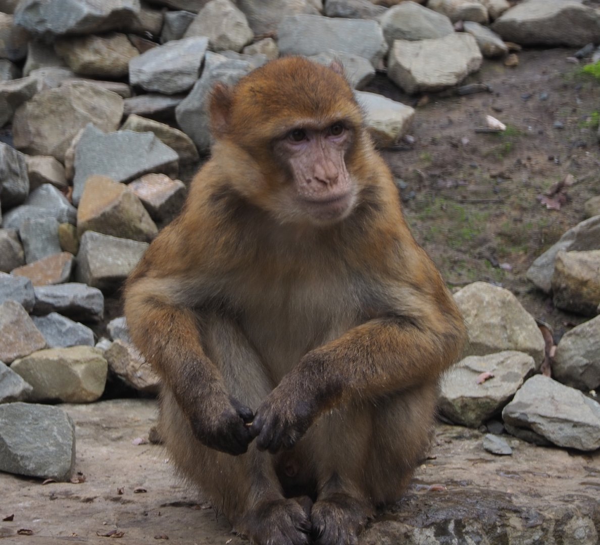 Barbary macaque (Macaca sylvanus), 2020-10-19