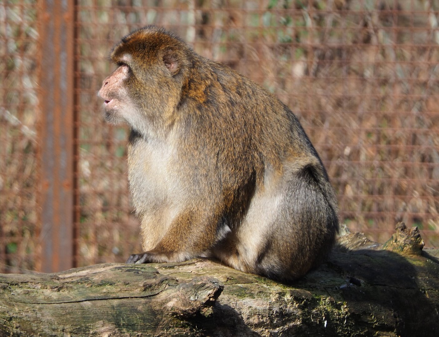 Barbary macaque (Macaca sylvanus), 2021-02-23