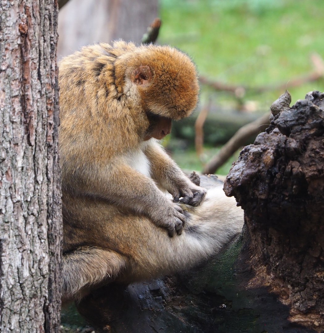 Barbary macaque (Macaca sylvanus), 2021-11-06