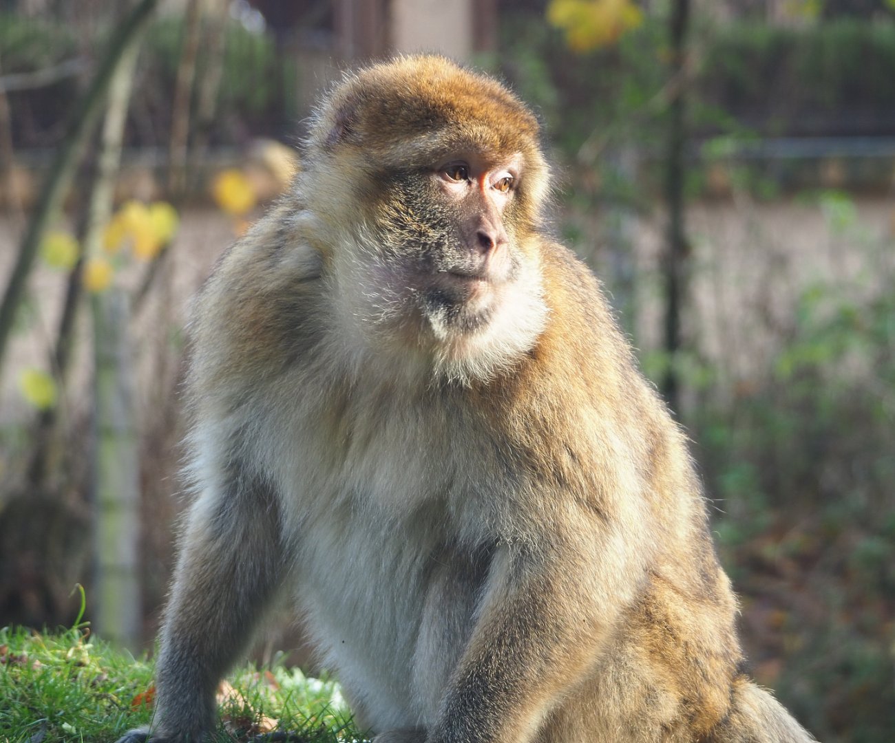 Barbary macaque (Macaca sylvanus), 2021-11-23
