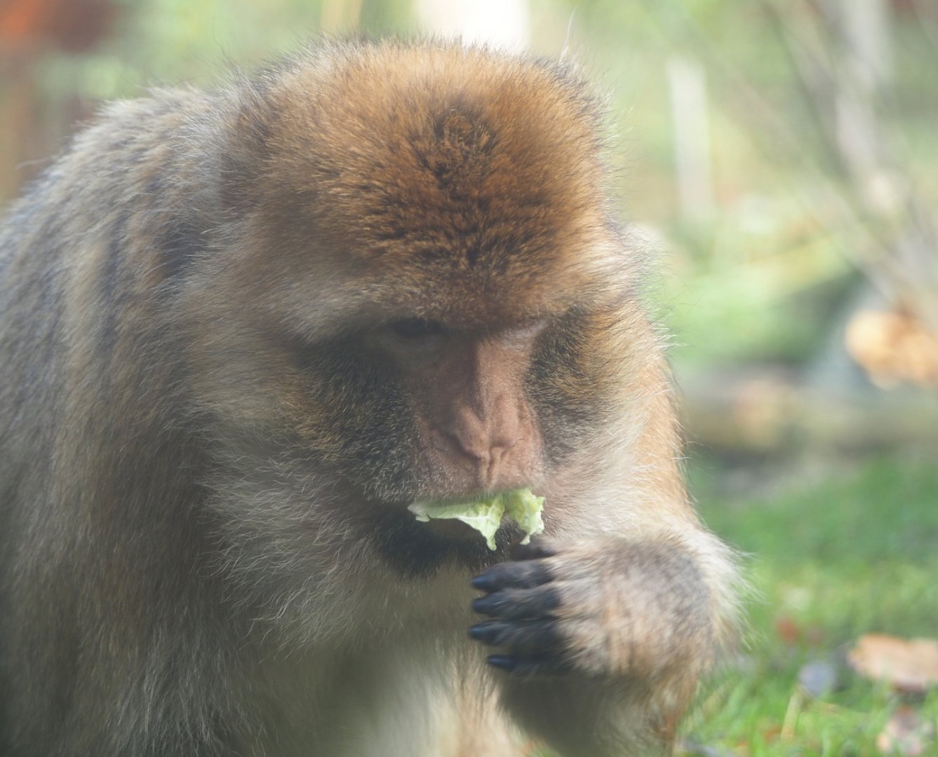 Barbary macaque (Macaca sylvanus), 2021-11-23