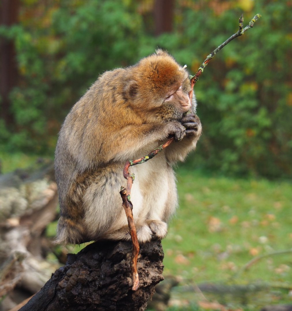 Barbary macaque (Macaca sylvanus), 2021-11-23