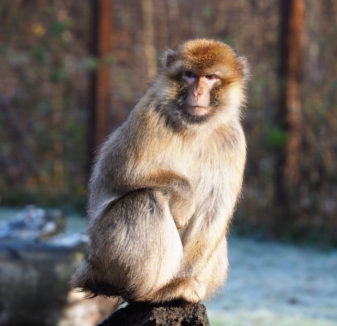 Barbary macaque (Macaca sylvanus), 2021-12-22