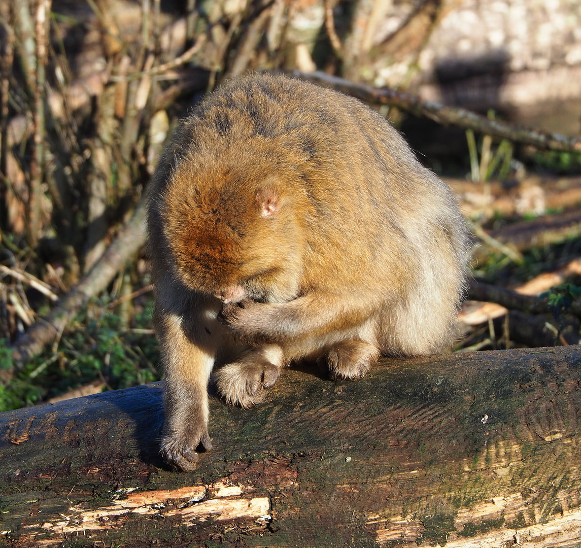 Barbary macaque (Macaca sylvanus), 2022-01-30