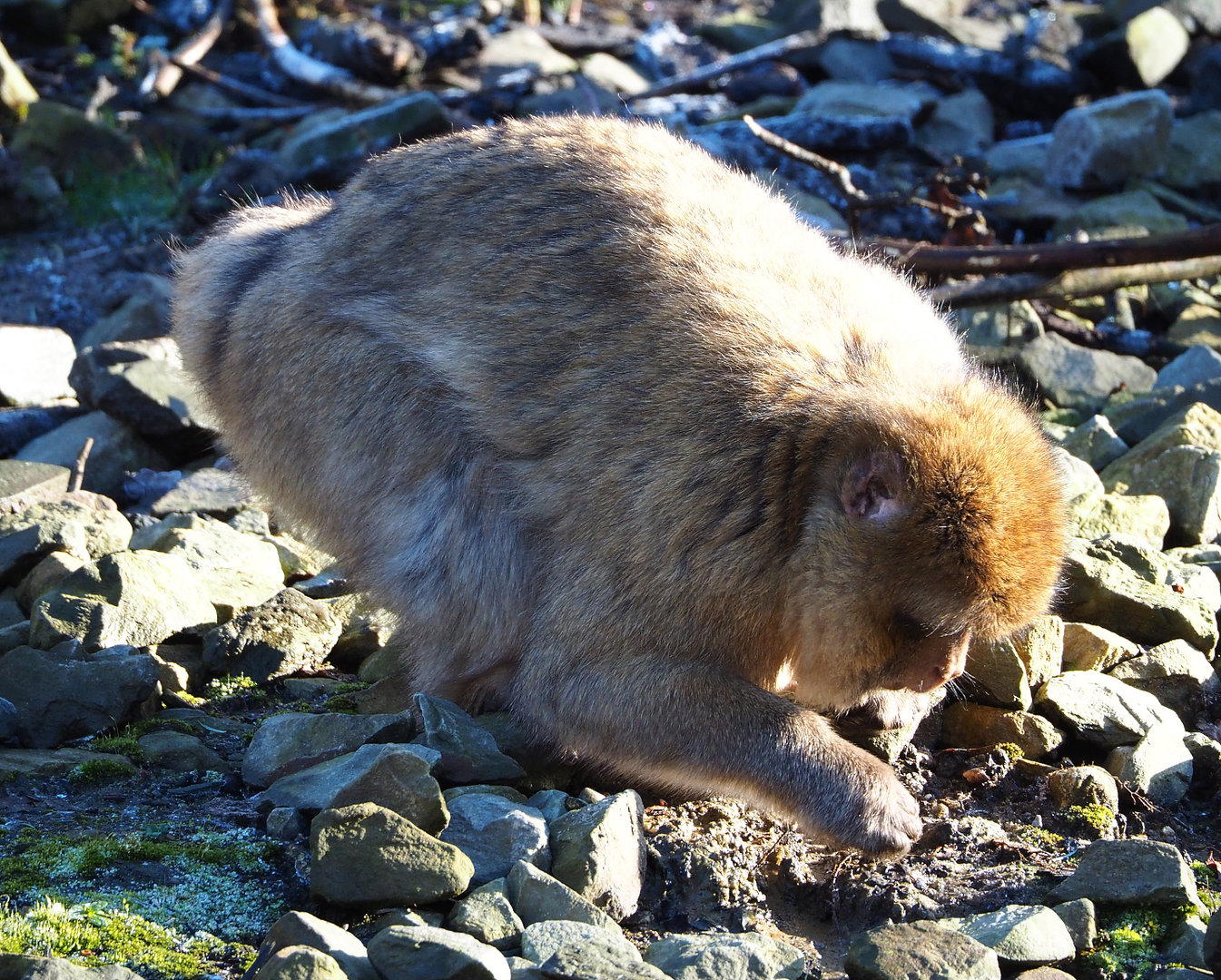 Barbary macaque (Macaca sylvanus), 2022-02-12
