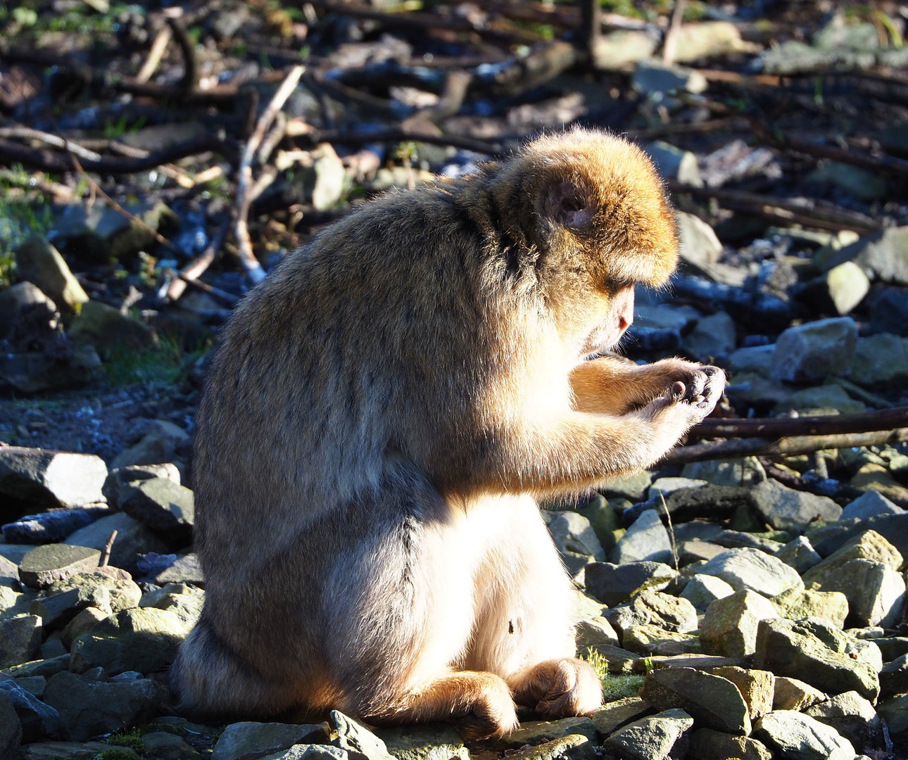 Barbary macaque (Macaca sylvanus), 2022-02-12