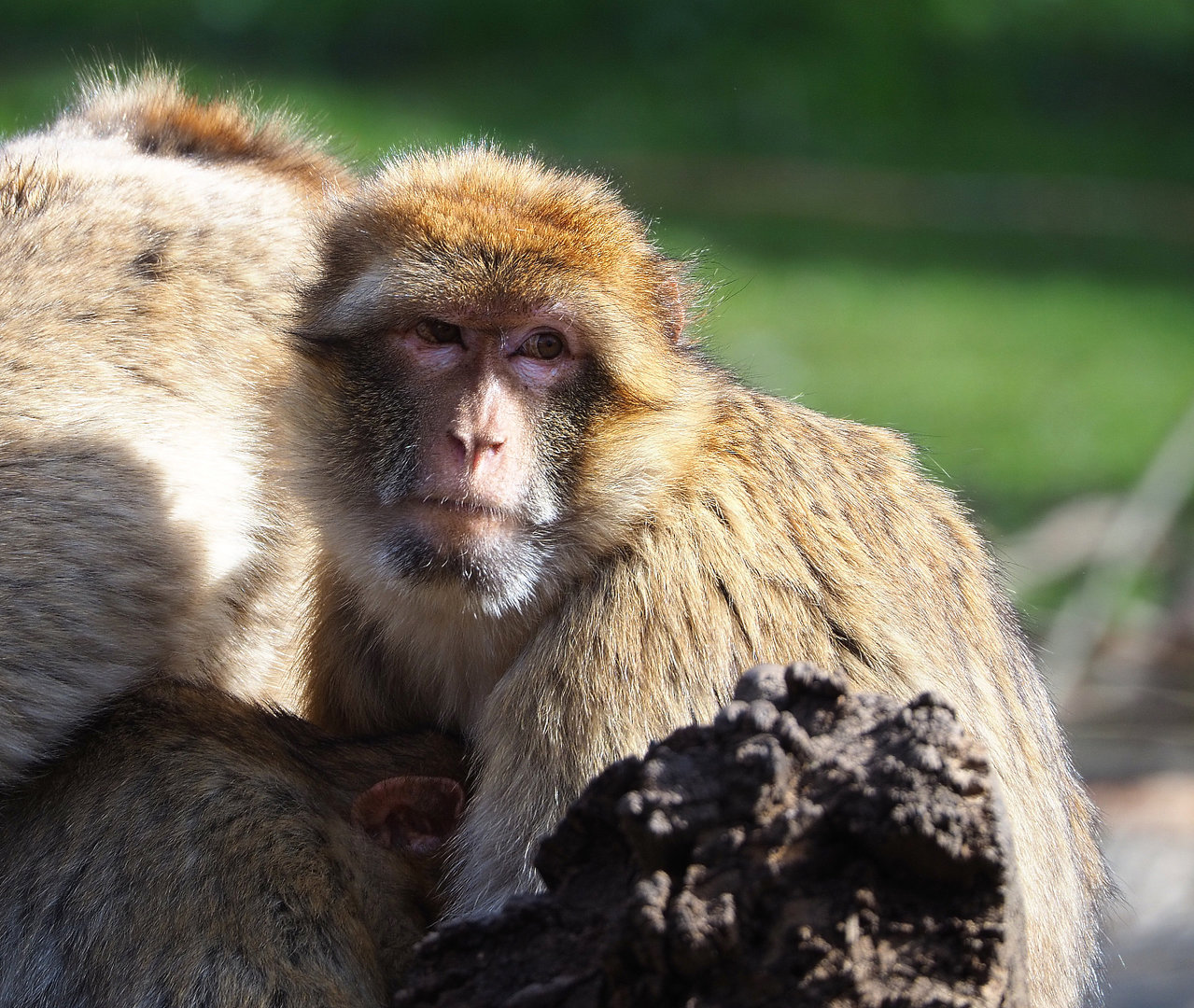 Barbary macaque (Macaca sylvanus), 2022-04-12