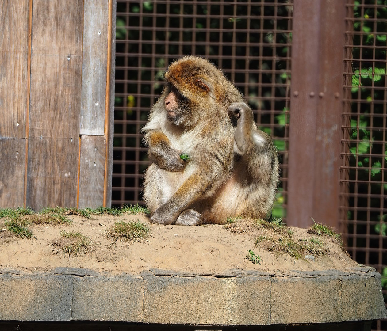 Barbary macaque (Macaca sylvanus), 2022-08-07
