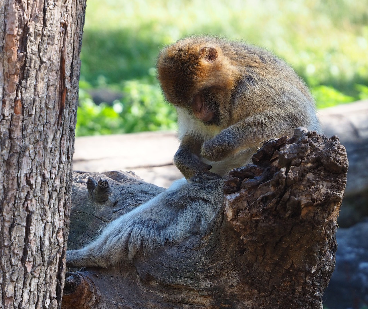 Barbary macaque (Macaca sylvanus), 2022-08-07