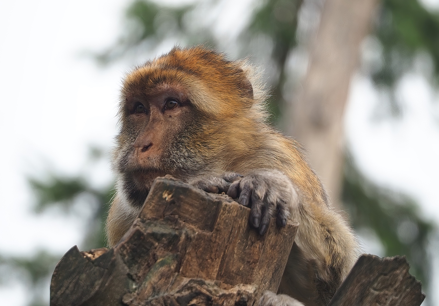 Barbary macaque (Macaca sylvanus), 2022-08-20