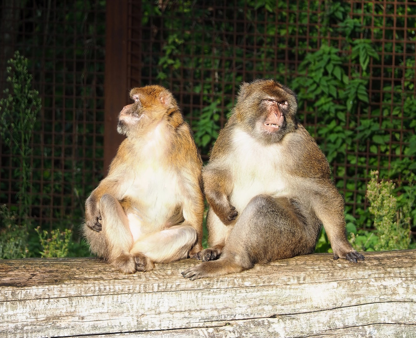 Barbary macaque (Macaca sylvanus), 2022-11-12